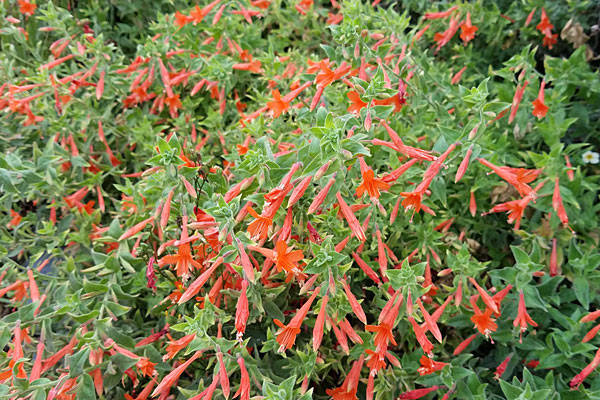 California Fuchsia